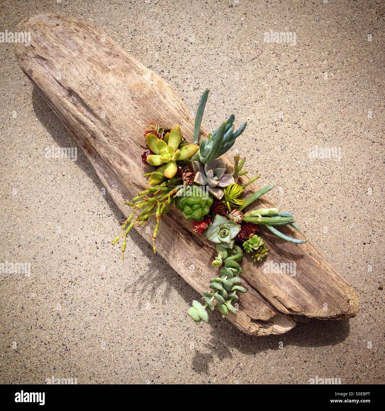 Sage de l'eau plantes succulentes plantés dans un journal de grève Photo  Stock - Alamy