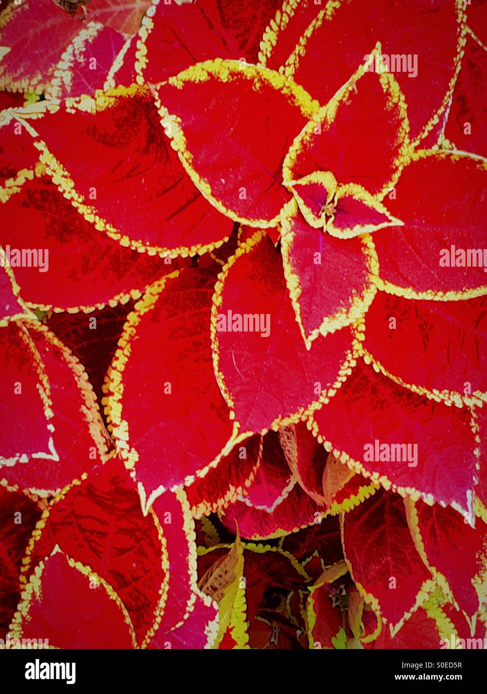 Pétales rouges d'une plante Coleus Banque D'Images