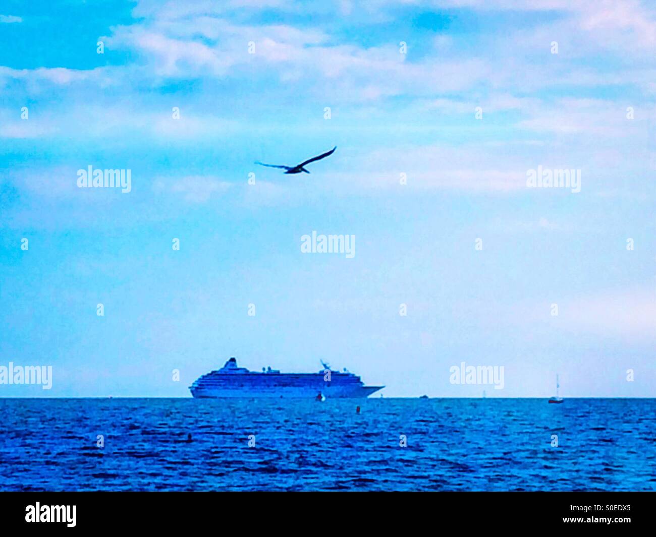 Un pélican brun survole le Crystal Symphony bateau de croisière au large de la côte de Santa Barbara, Californie, États-Unis Banque D'Images