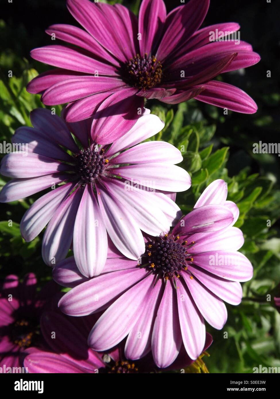 Marguerites mauves. Banque D'Images