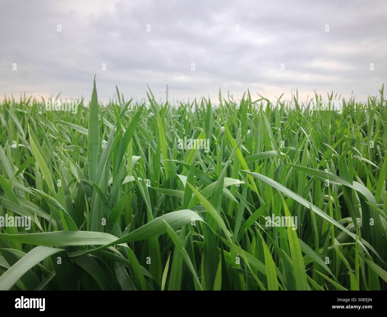 Champ de blé vert par temps nuageux Banque D'Images