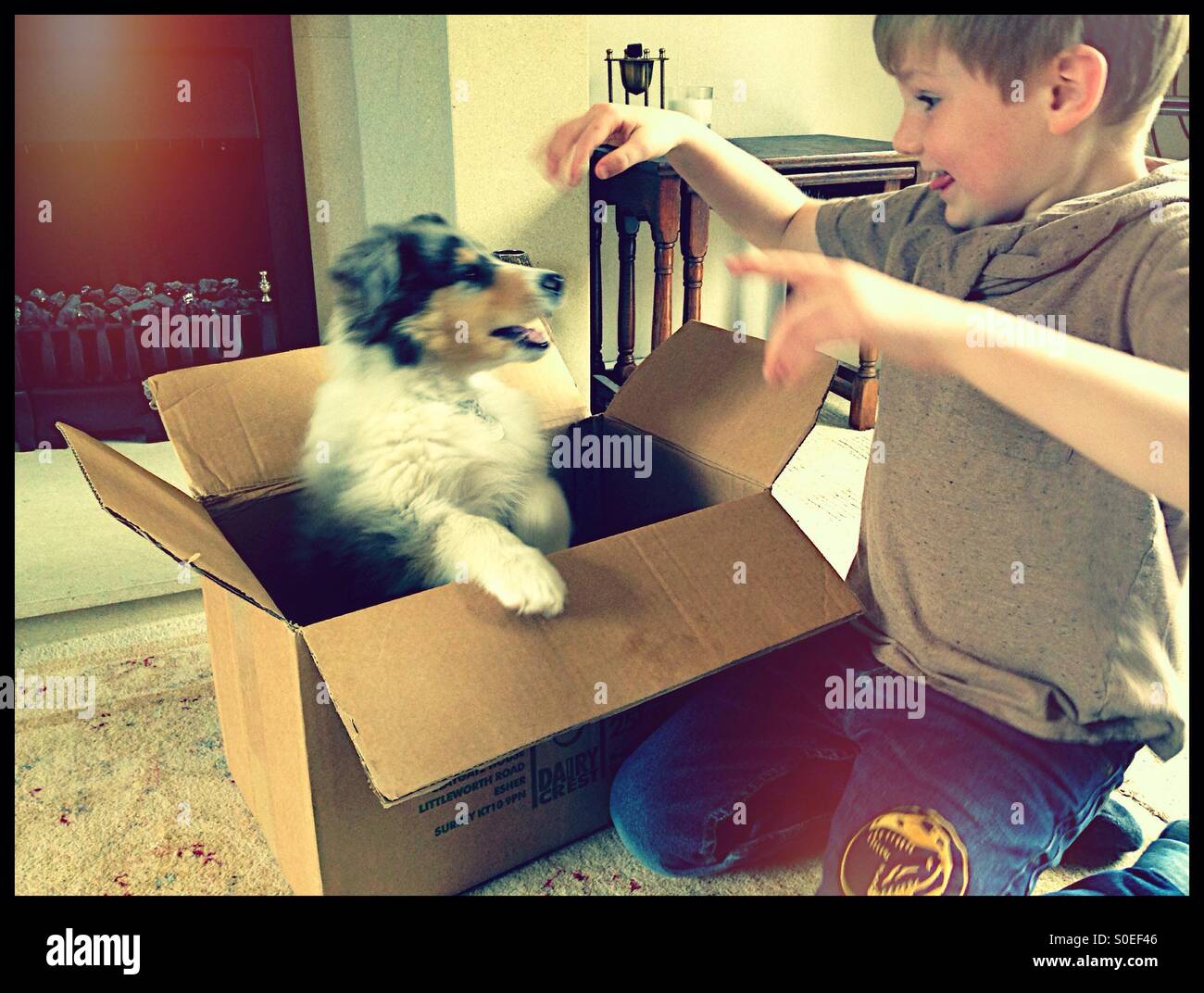 Garçon et chiot jouant dans une boîte en carton. Banque D'Images