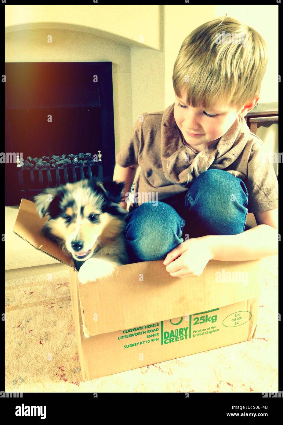 Chiot et garçon jouant dans une boîte en carton. Banque D'Images