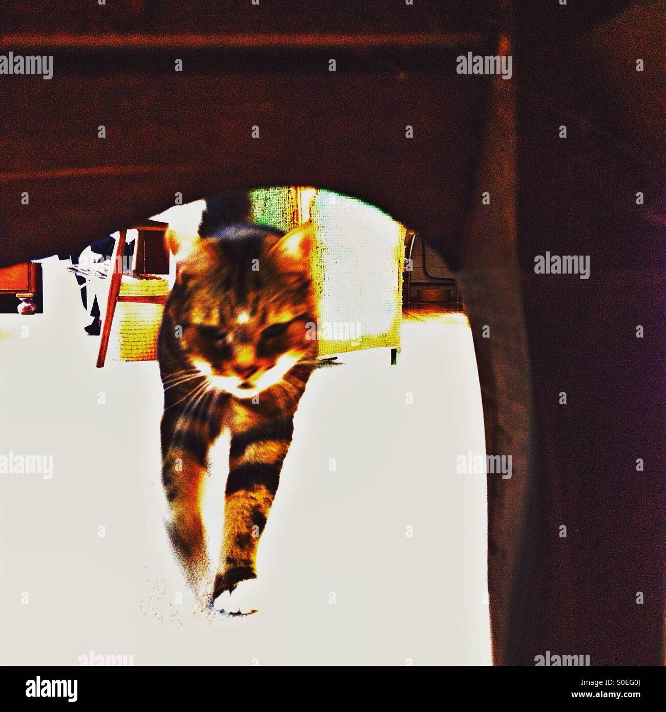 Déménagement à l'appareil photo de chat vu à travers les jambes de poitrine de tiroirs Banque D'Images