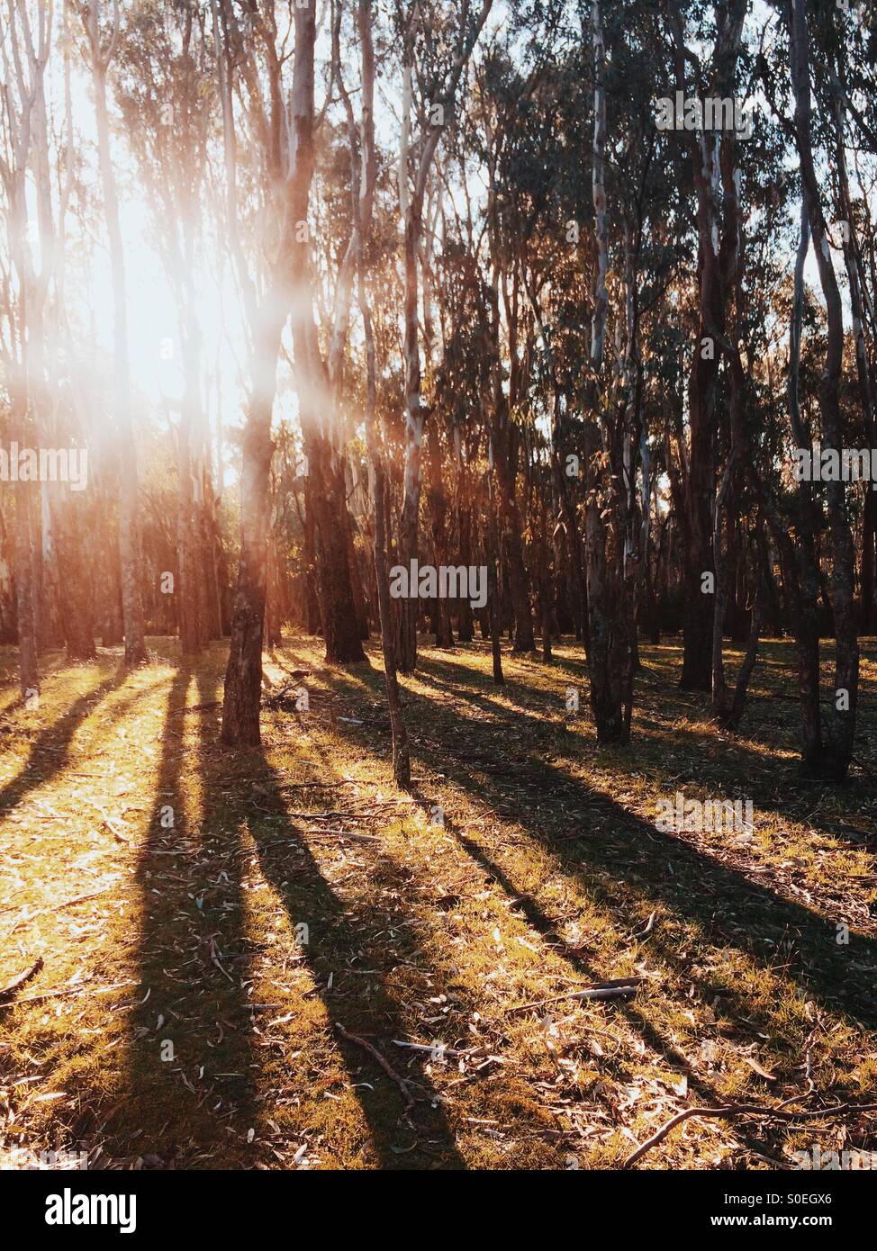 La fin de l'après-midi à travers la forêt d'eucalyptus sun streaming Banque D'Images