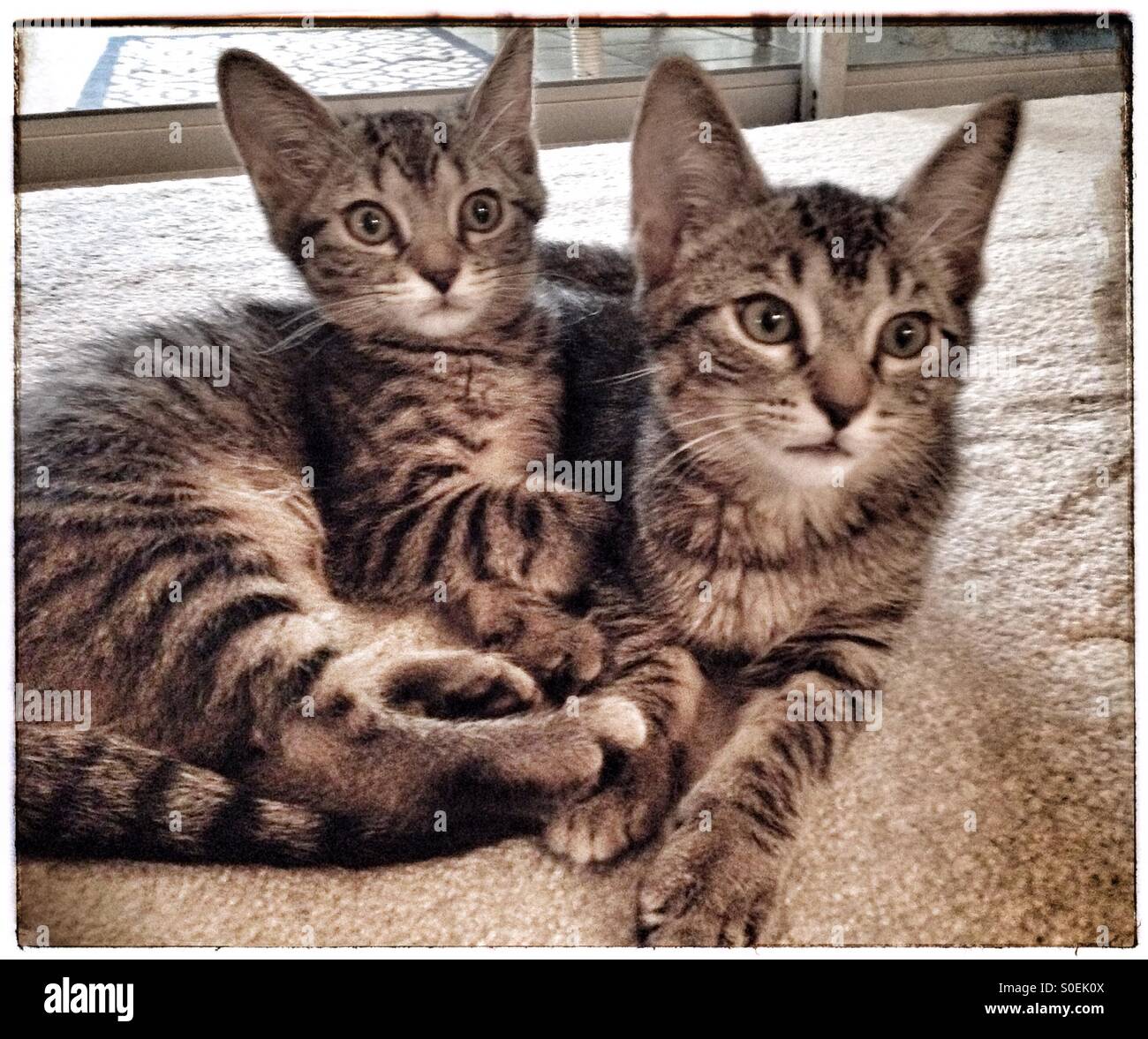 Deux chatons bébé Banque D'Images