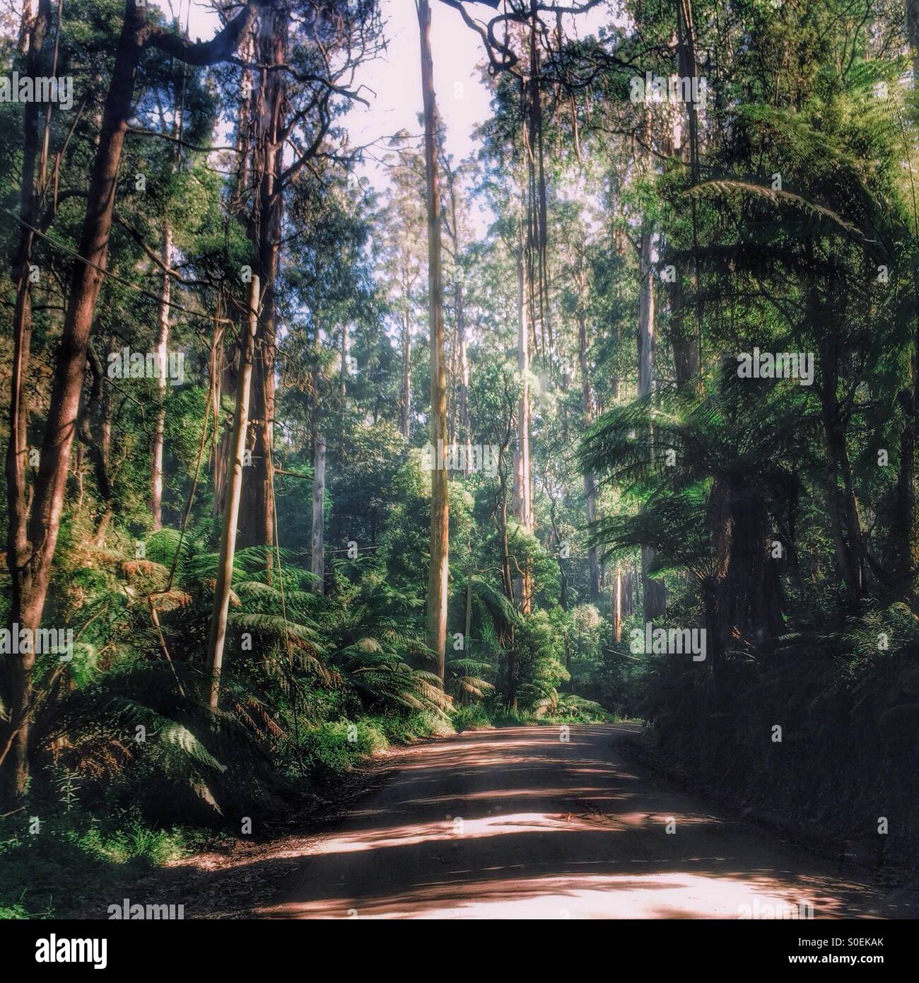 Route à travers la forêt d'un sorbier, Kallista, Dandenong Ranges, Victoria, Australie Banque D'Images