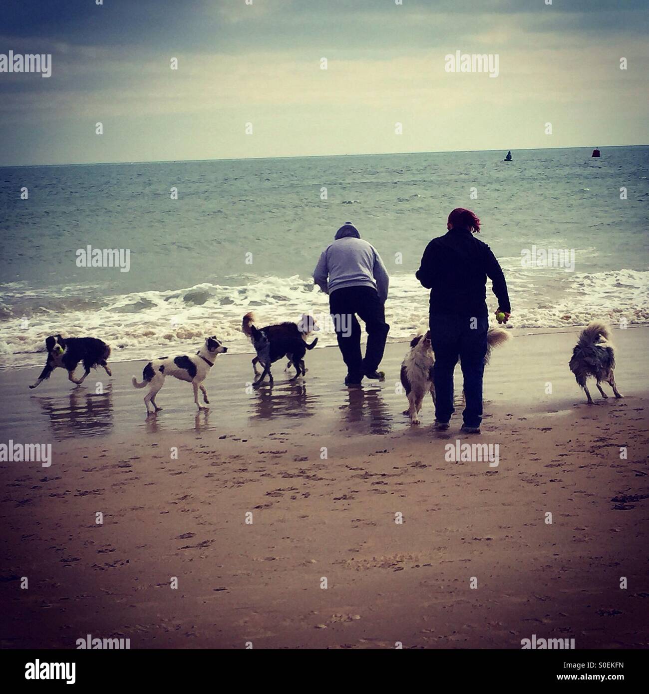 Doggy paddle. Prendre un couple il y a 6 chiens pour un plongeon dans la mer. Banque D'Images
