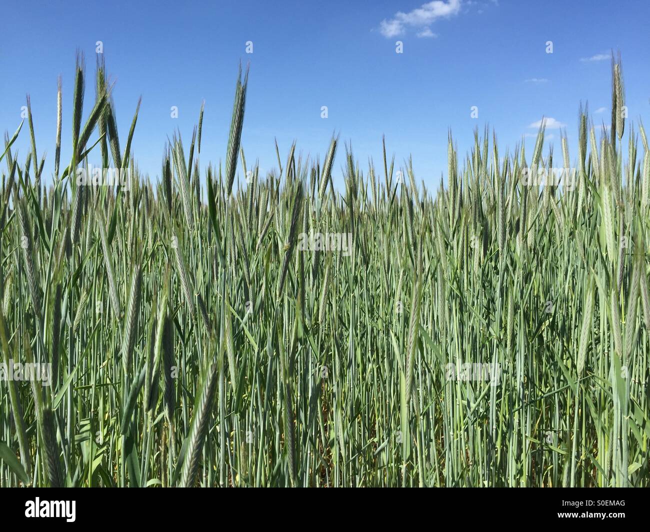 Tiges de blé doré poussant sur un champ agricole d'été avec ciel bleu, saison de récolte de céréales. - Image de stock capturée avec un smartphone