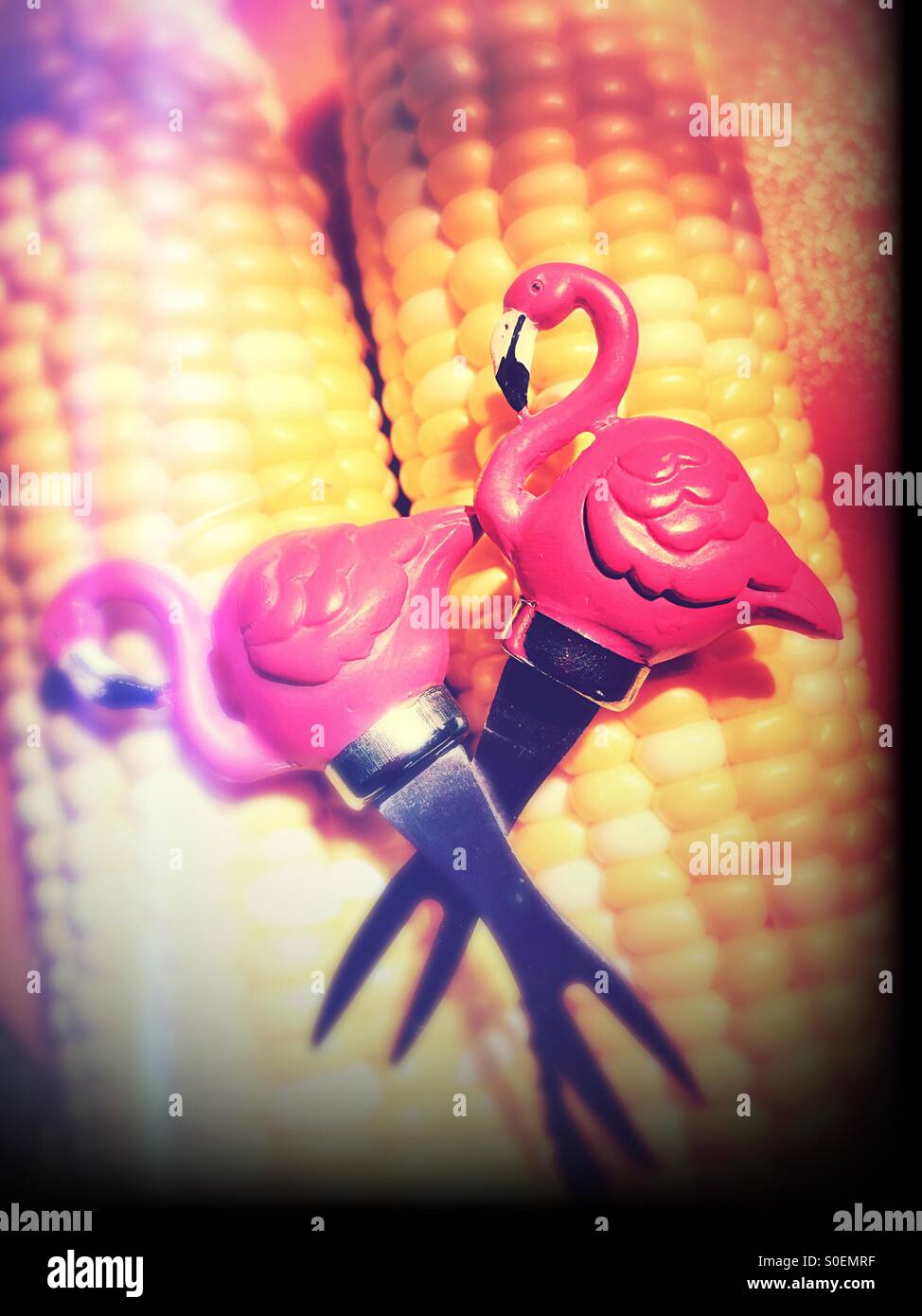 Flamants roses - Image de stock capturée avec un smartphone