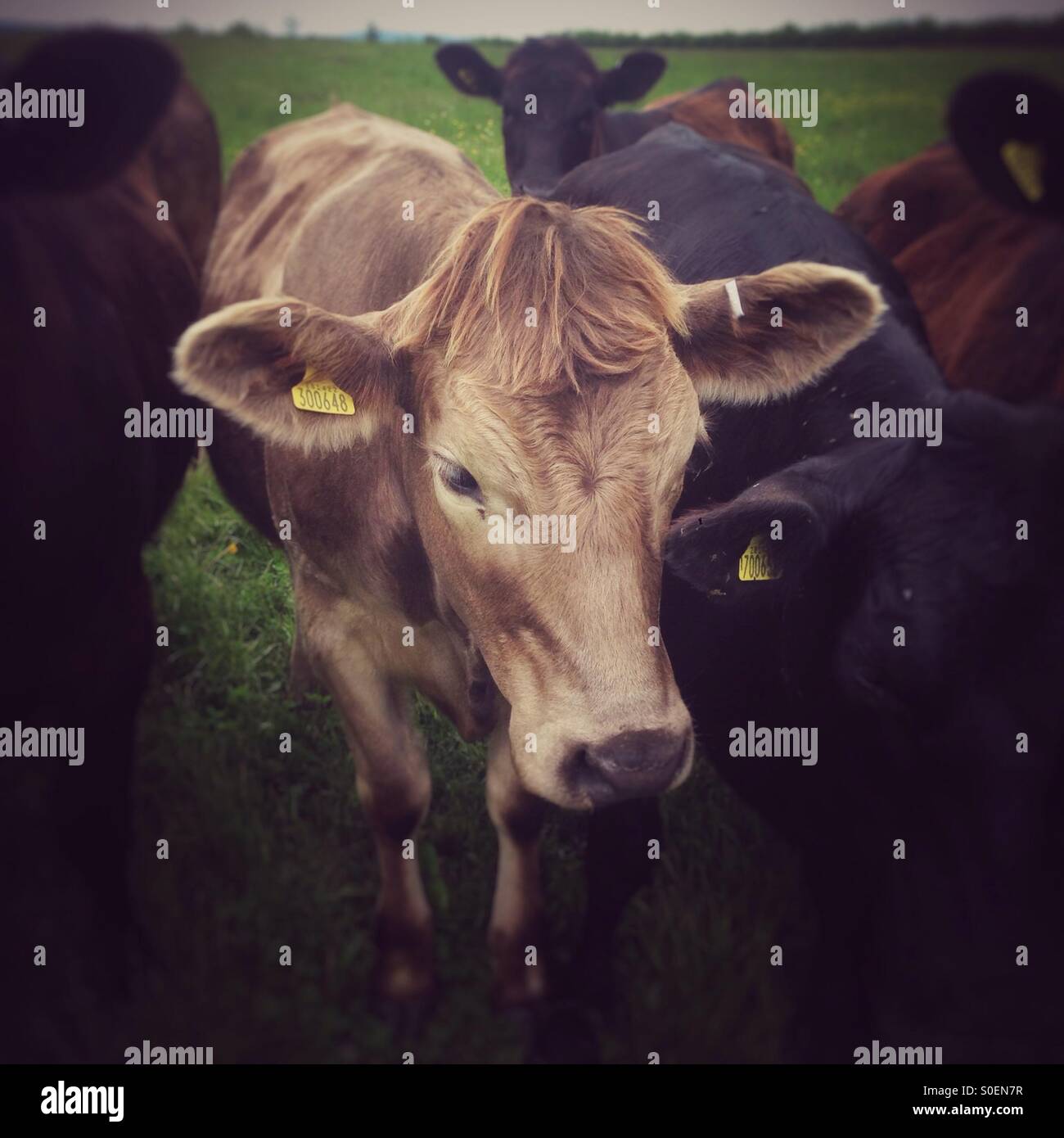Les bovins de couleur beige - Image de stock capturée avec un smartphone