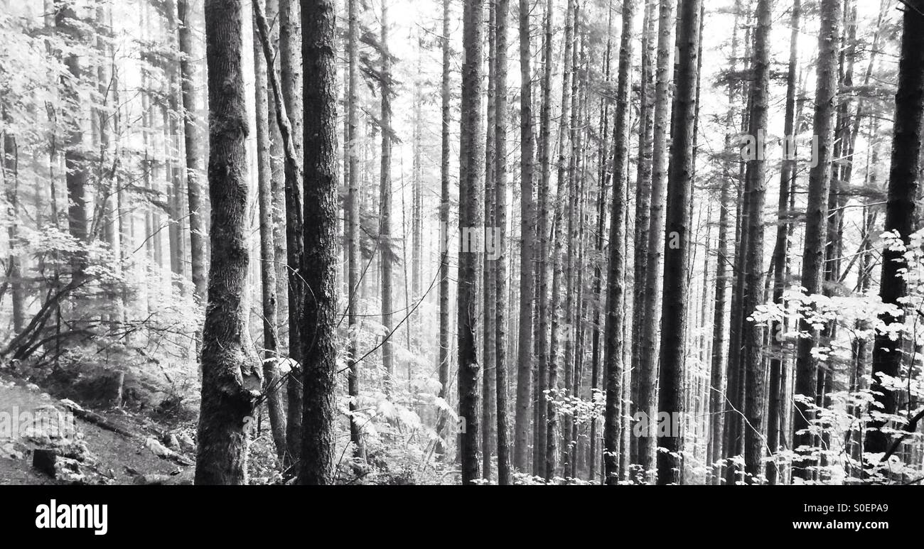 En noir et blanc des forêts Banque D'Images