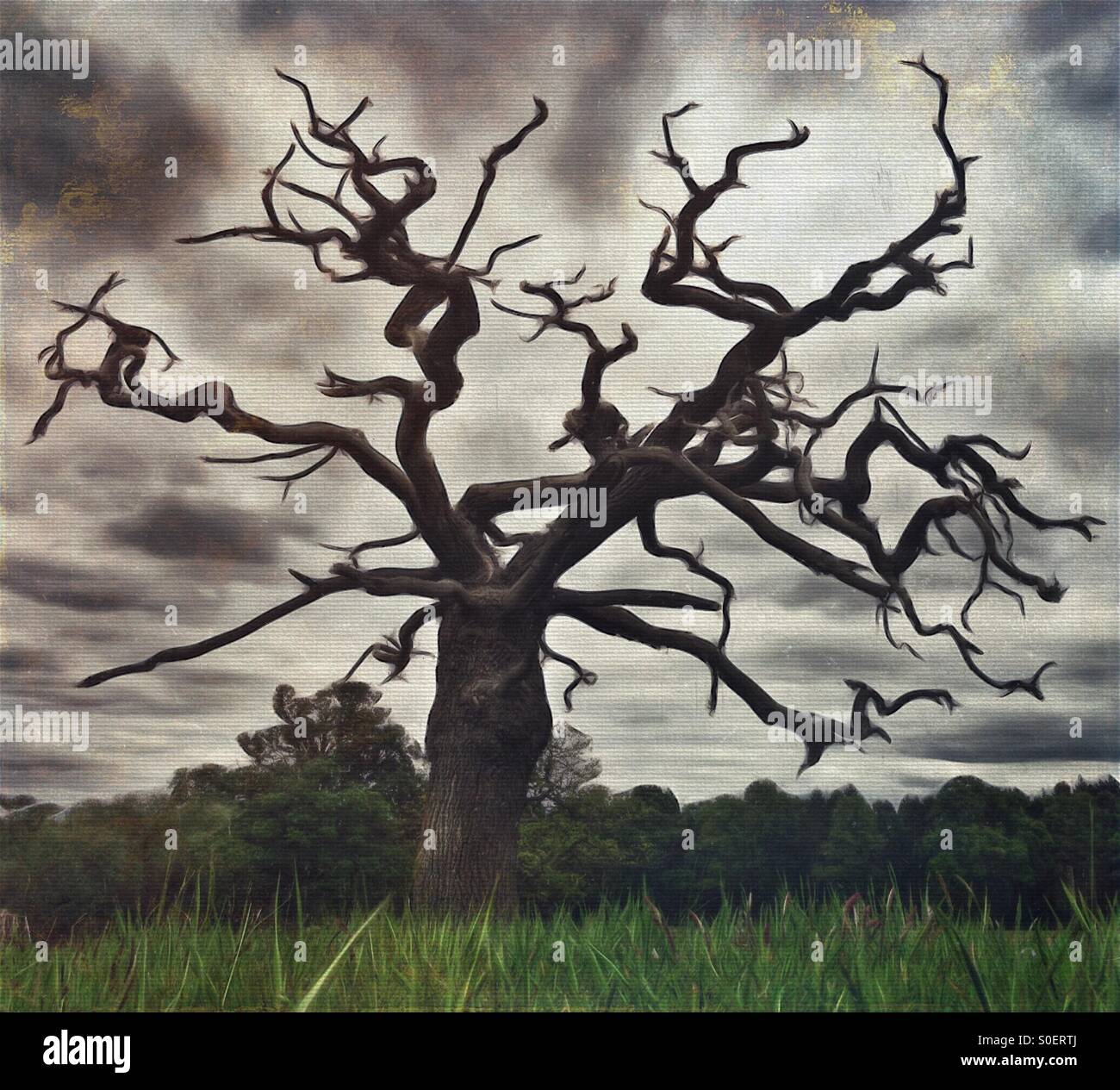 Arbre noueux Banque D'Images