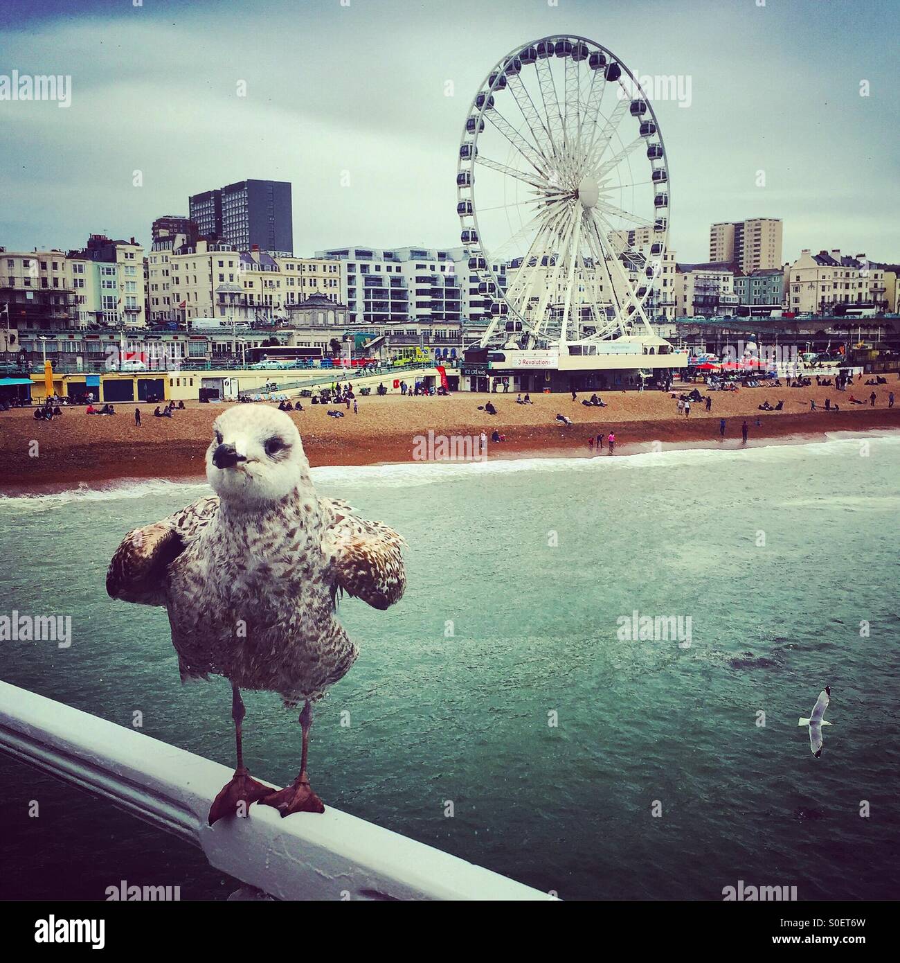 Seagull sur la jetée de Brighton Banque D'Images