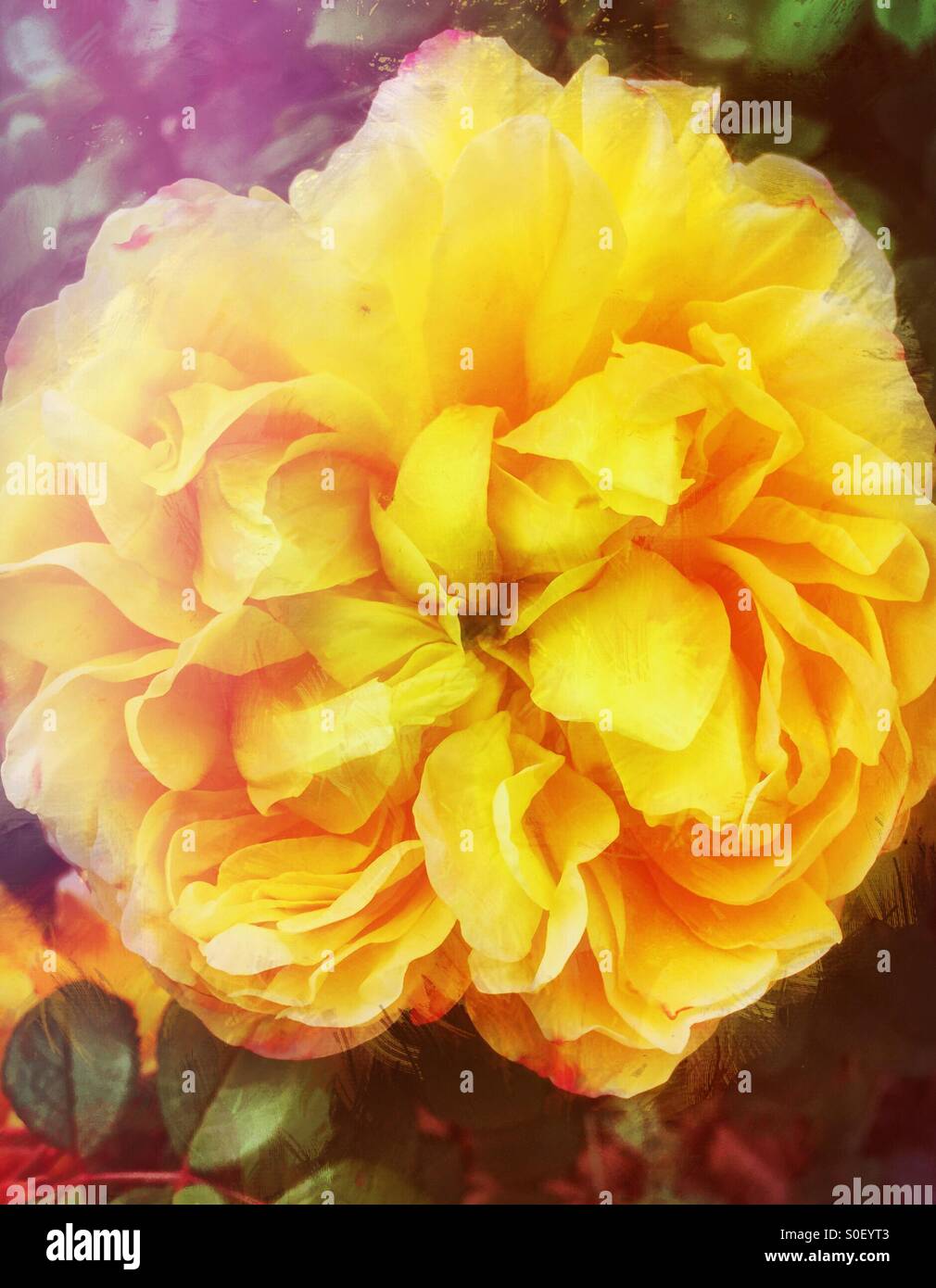 Belle fleur rose jaune Banque D'Images