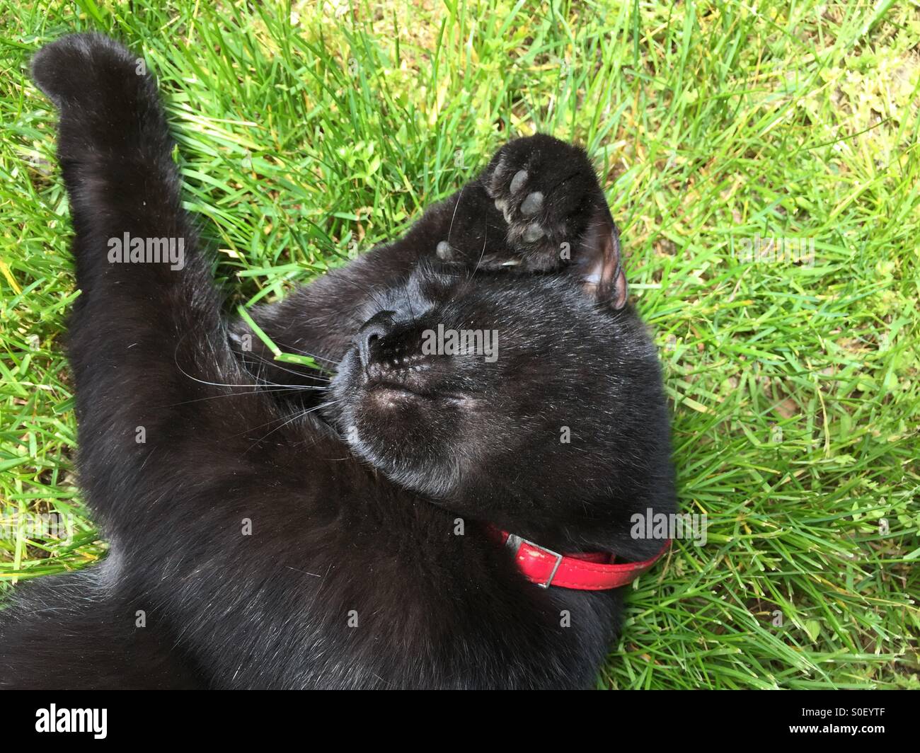 Nettoyage de la tête du chat noir Banque D'Images