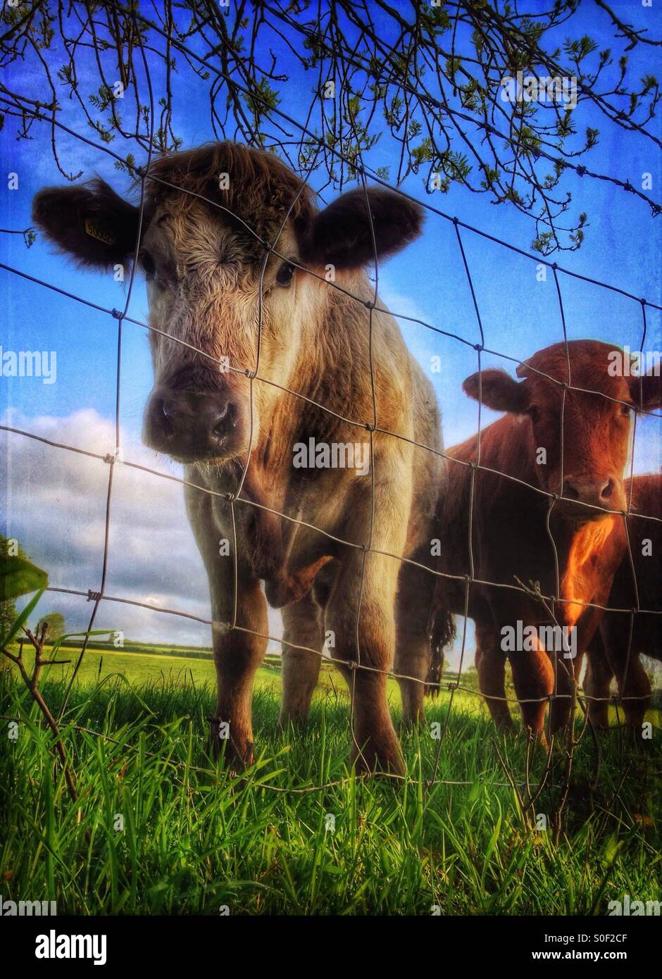 À la recherche jusqu'à deux vaches par grillage de séparation Banque D'Images