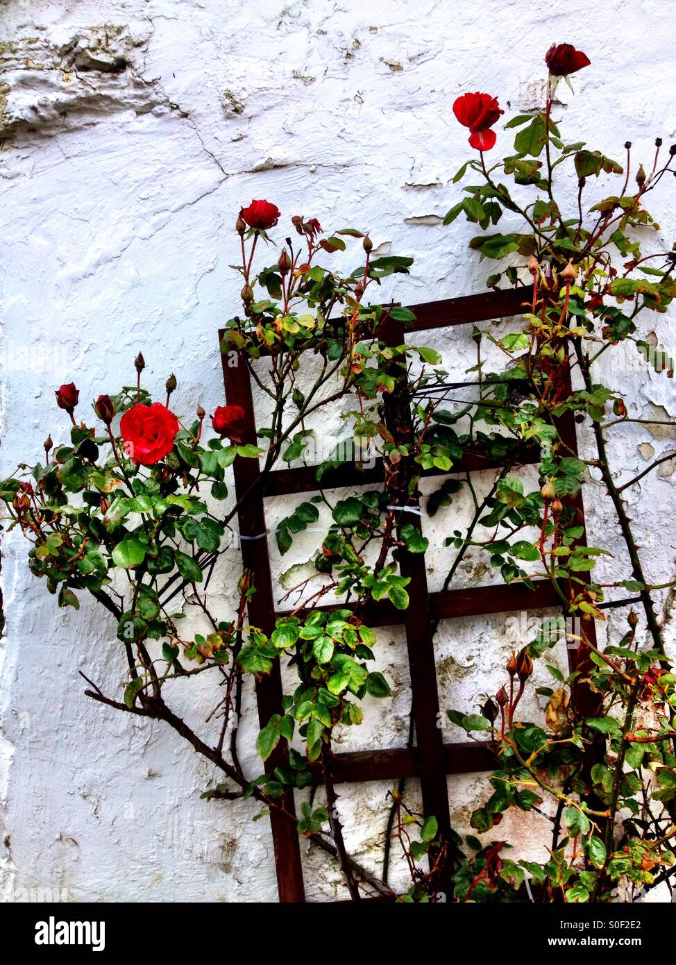 Roses sur treillis chevrotant - Image de stock capturée avec un smartphone