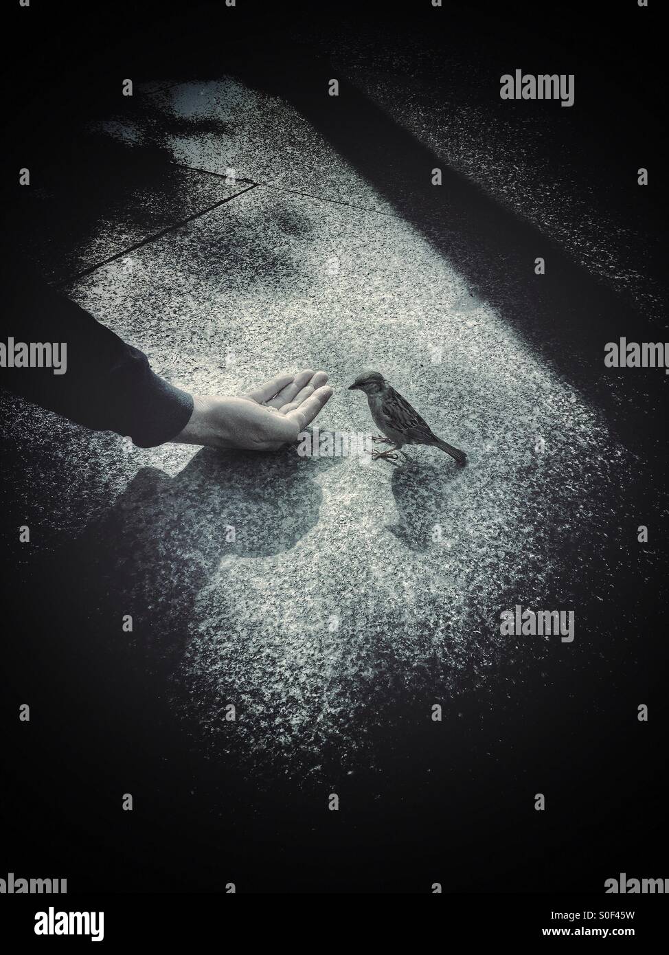 L'homme l'alimentation d'un oiseau sauvage sparrow dans la rue - Image de stock capturée avec un smartphone