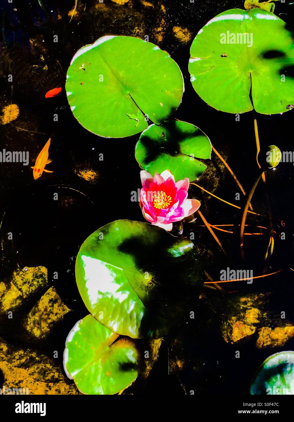 Water Lily et poissons Banque D'Images