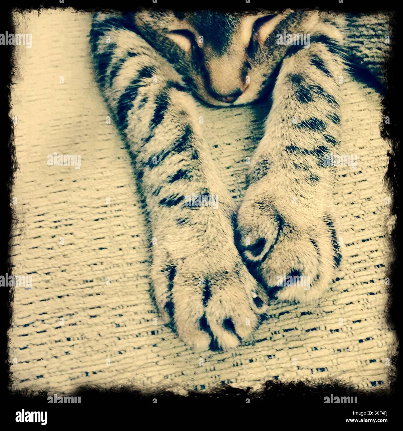 Cute cat domestique avant de dormir avec les jambes tendus Banque D'Images