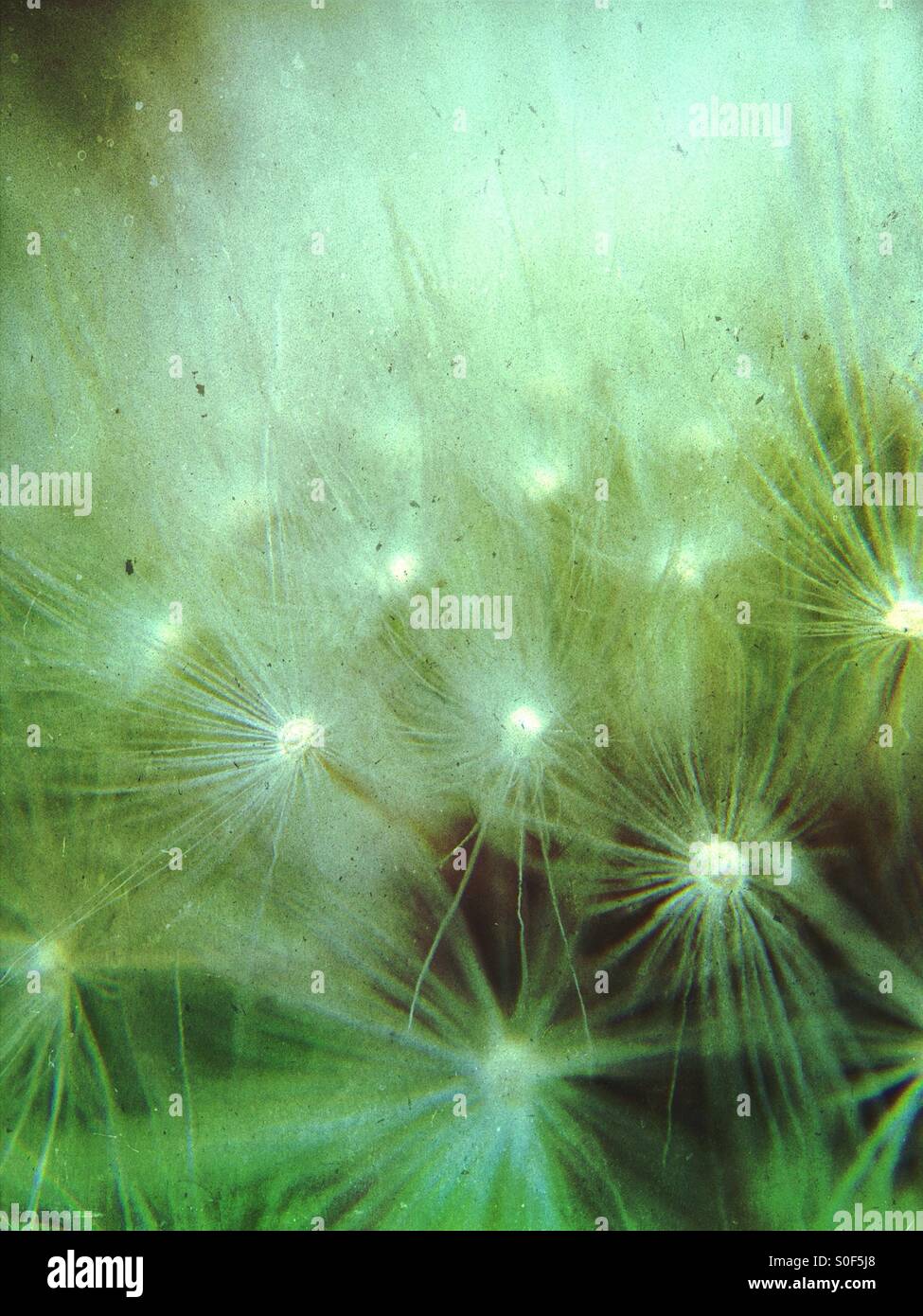 Close up of a dandelion clock Banque D'Images