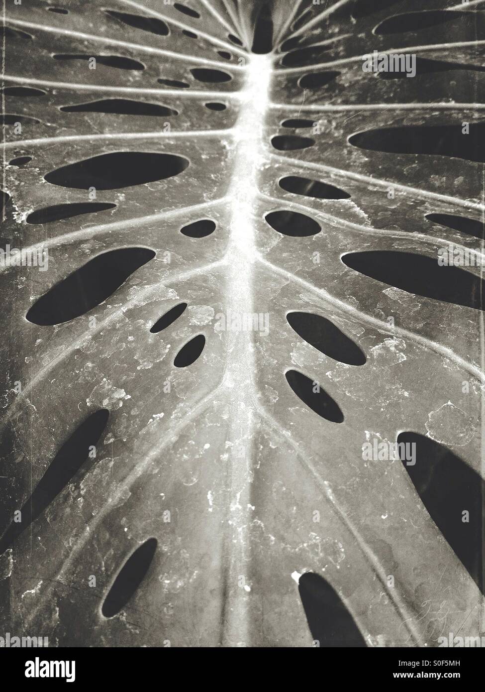 Gros plan d'une feuille de fromage Banque D'Images