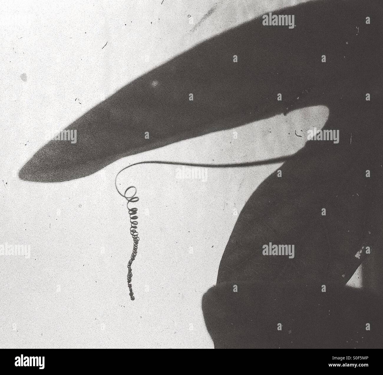 Ombre de plantes abstrait Banque D'Images