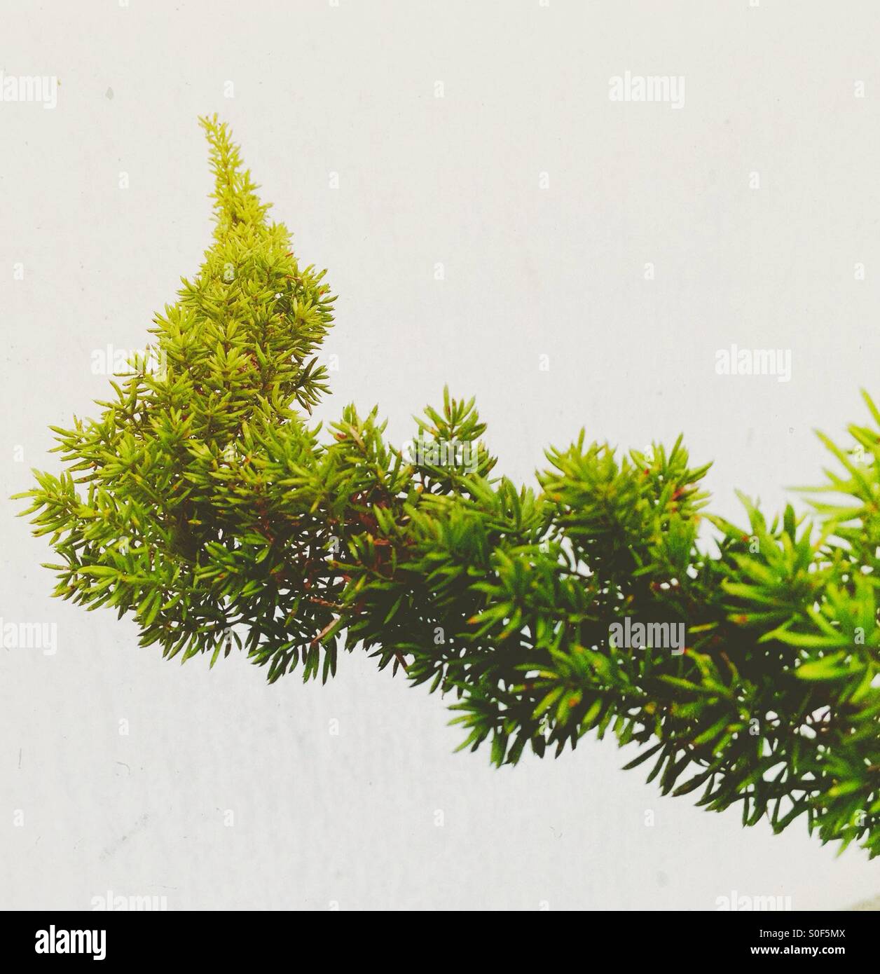 Topiaire de torsion Banque D'Images