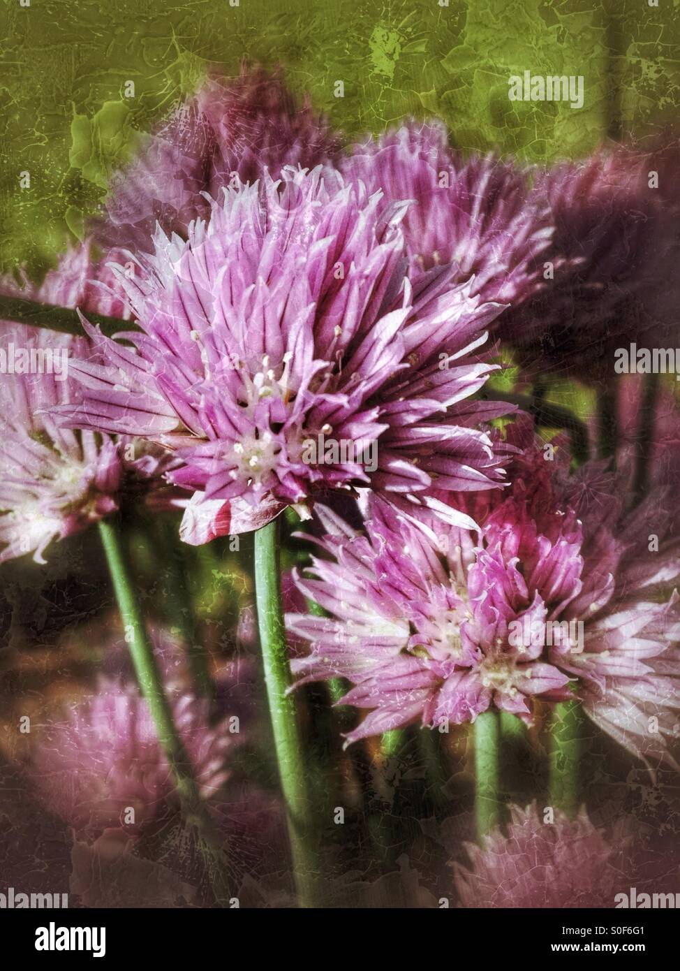 La ciboulette en fleur. - Image de stock capturée avec un smartphone
