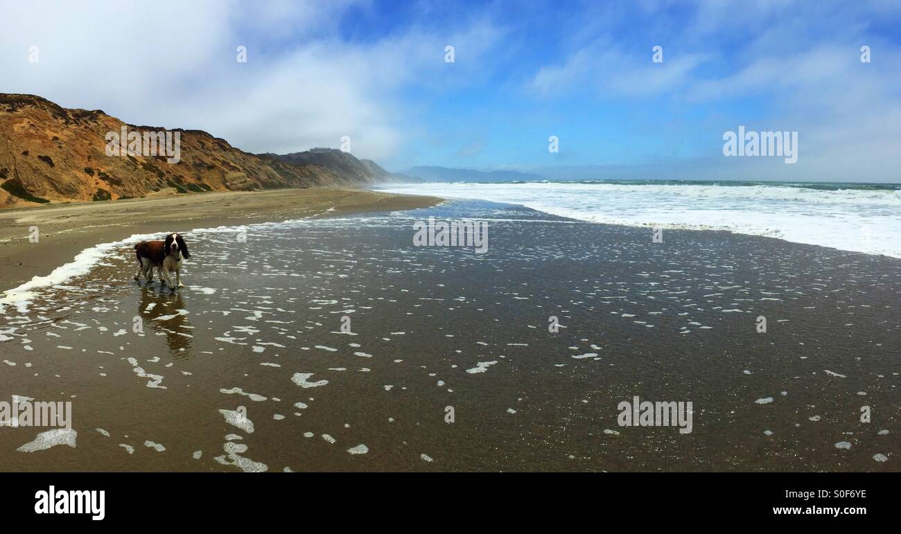 English Springer Spaniel sur une longue période de vide dans le Nord de la Californie. Panorama. San Francisco, Californie, USA. - Image de stock capturée avec un smartphone