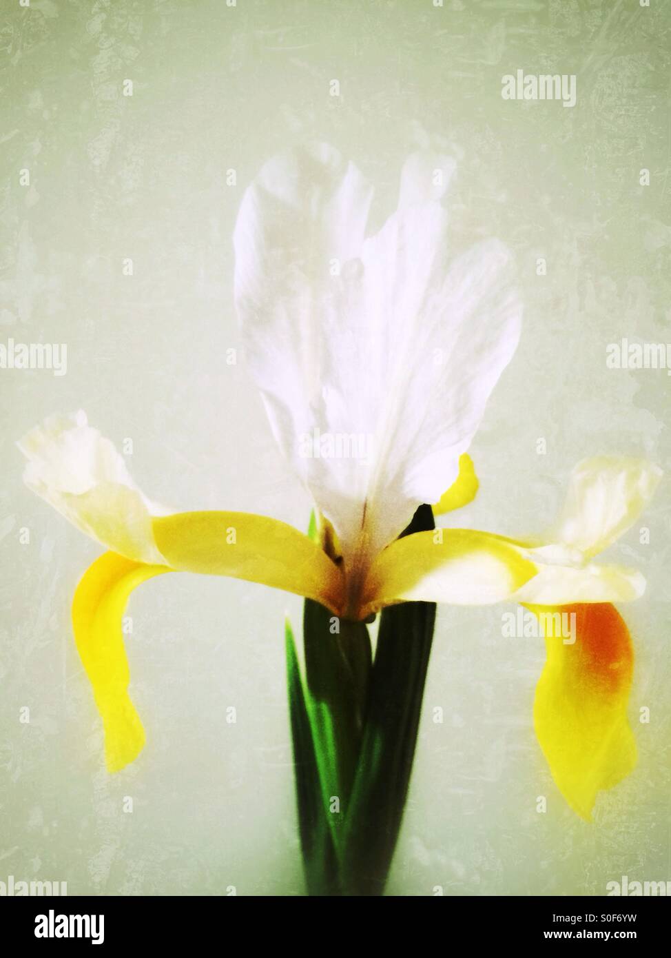 Fleur iris jaune blanc Banque D'Images