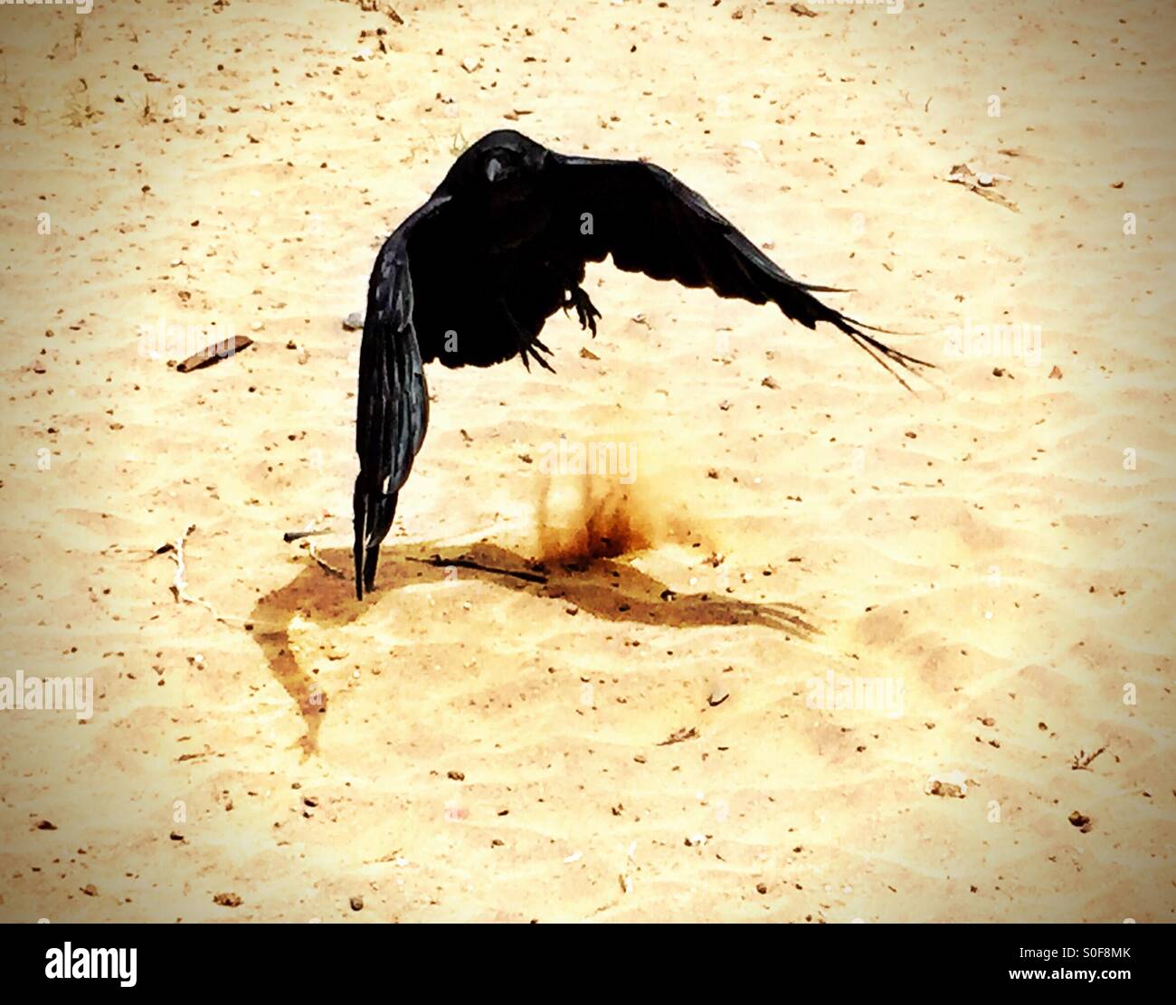 Laissant derrière elle une ombre courte et la dispersion de sable, le corbeau est rapidement l'air. Ailes déployées, les serres prêtes. Banque D'Images