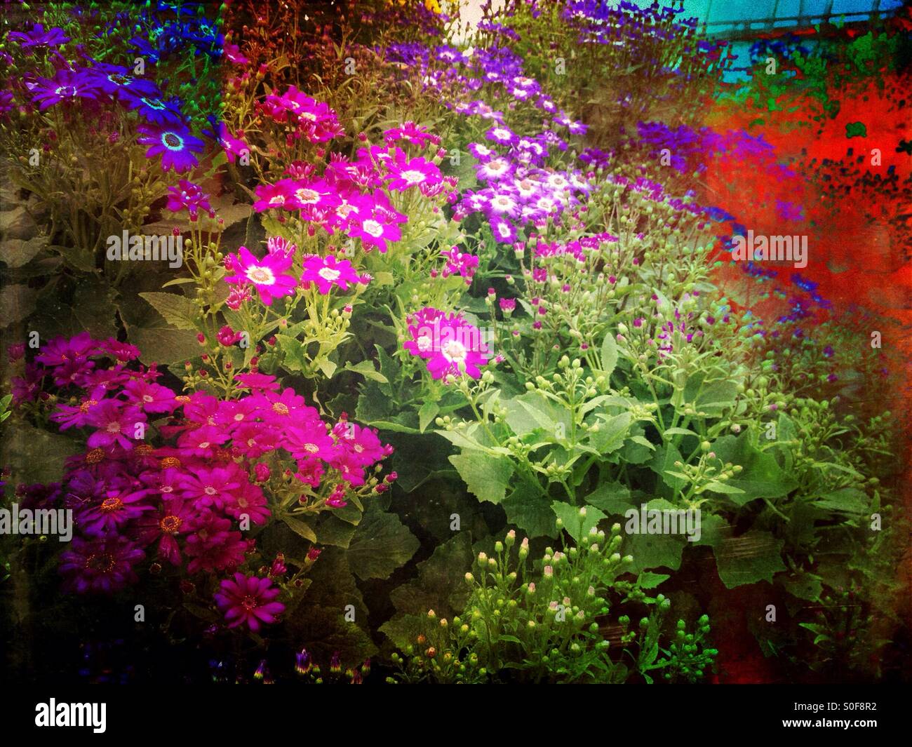 Lit de fleurs colorées Banque D'Images