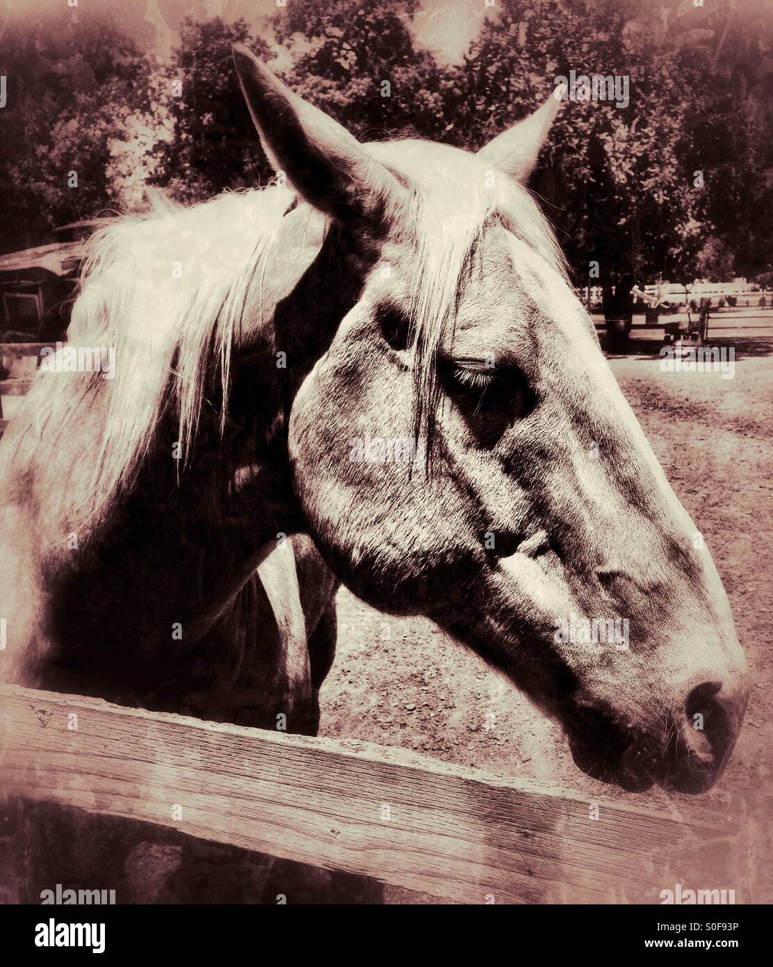 Tête de cheval, teinte marron vintage - Image de stock capturée avec un smartphone