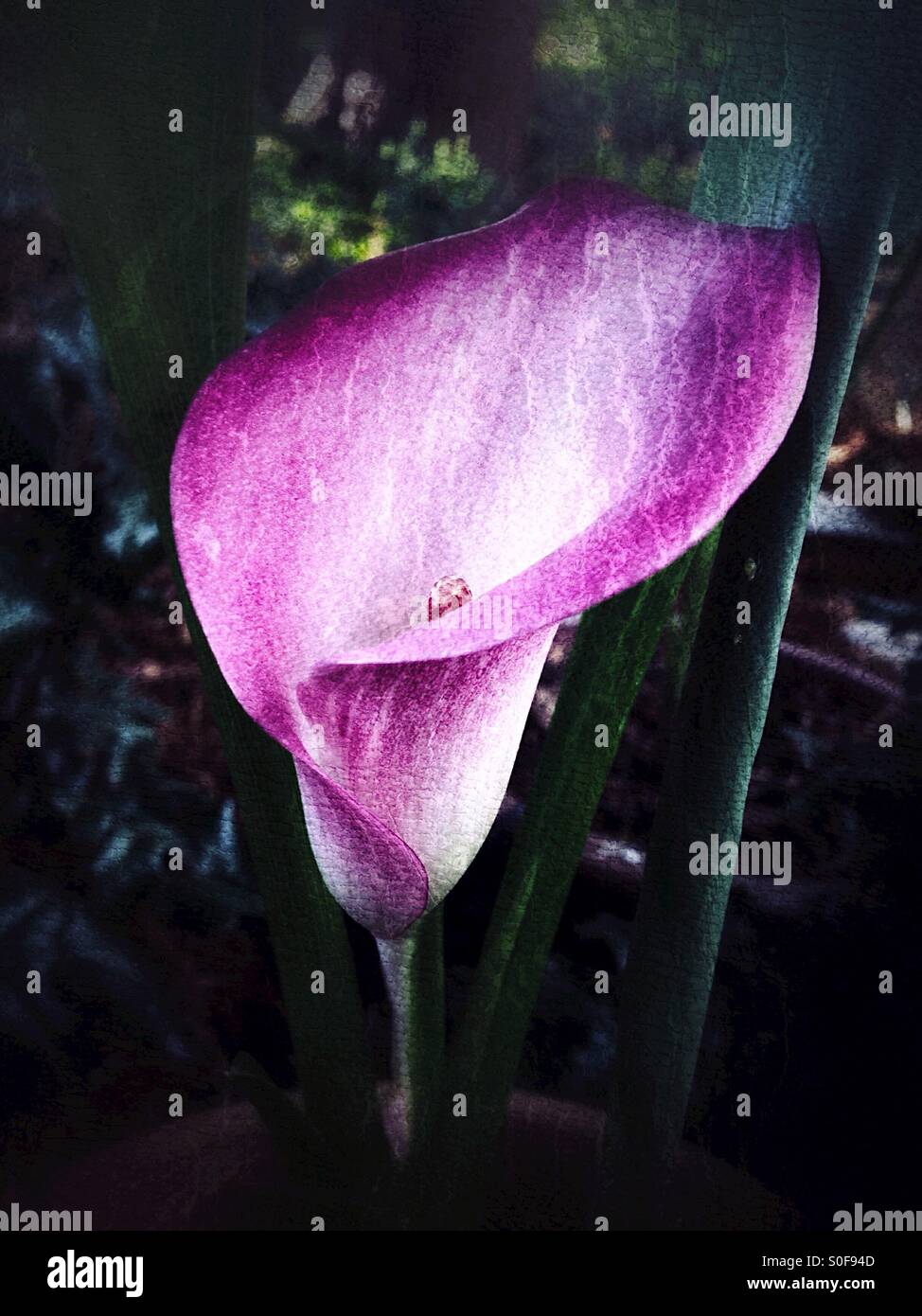 Calla Lily rose et blanc Banque D'Images