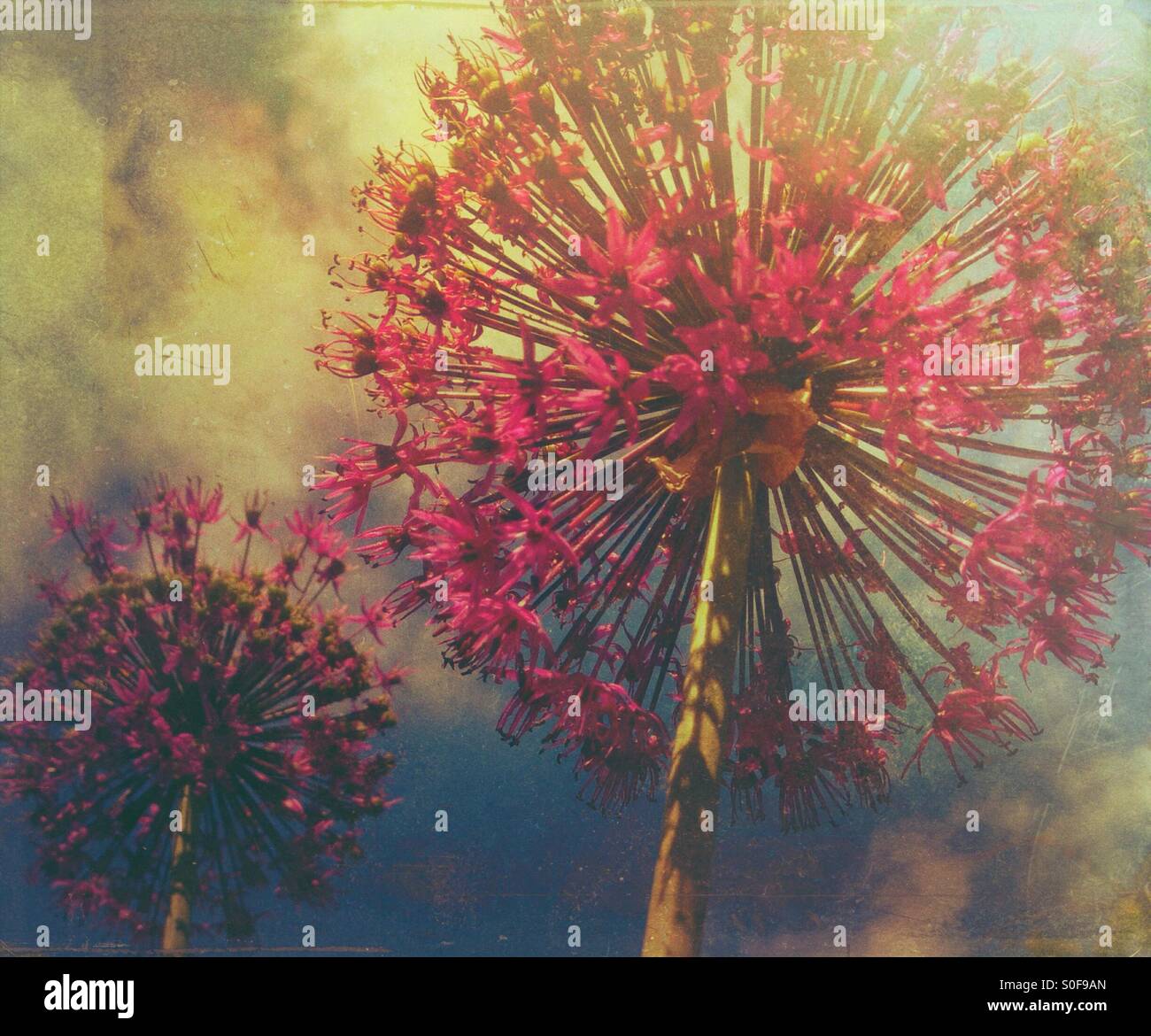 L'allium avec un fond de ciel bleu Banque D'Images