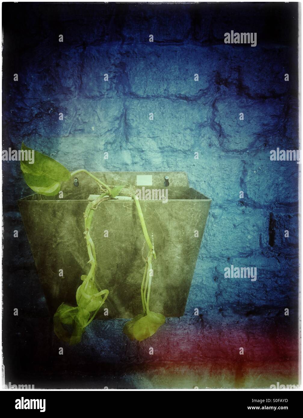 Une plante mourante. - Image de stock capturée avec un smartphone