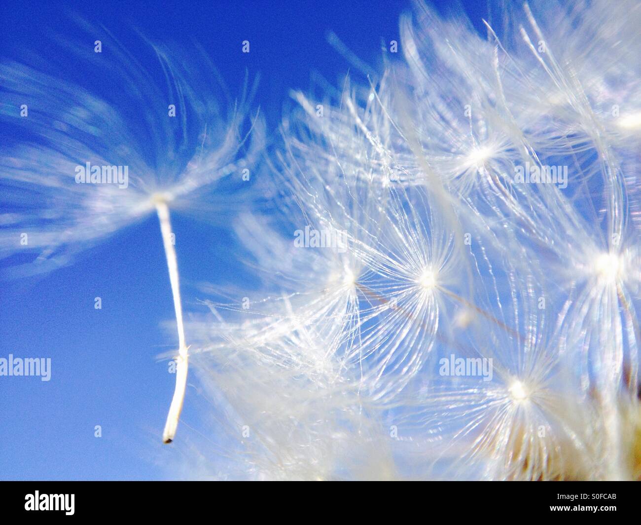 Gros plan d'une tête de pissenlit avec contre un ciel d'été bleu Banque D'Images Gros plan d'une tête de pissenlit avec contre un ciel d'été bleu Banque D'Images