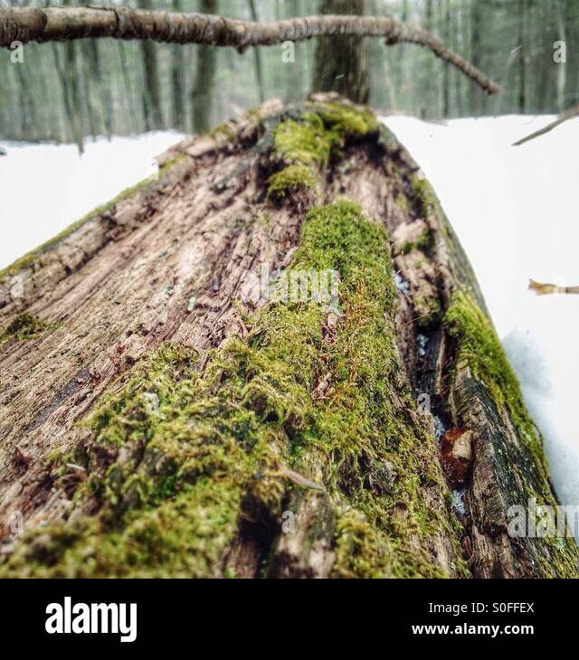 Moss en hiver Banque D'Images