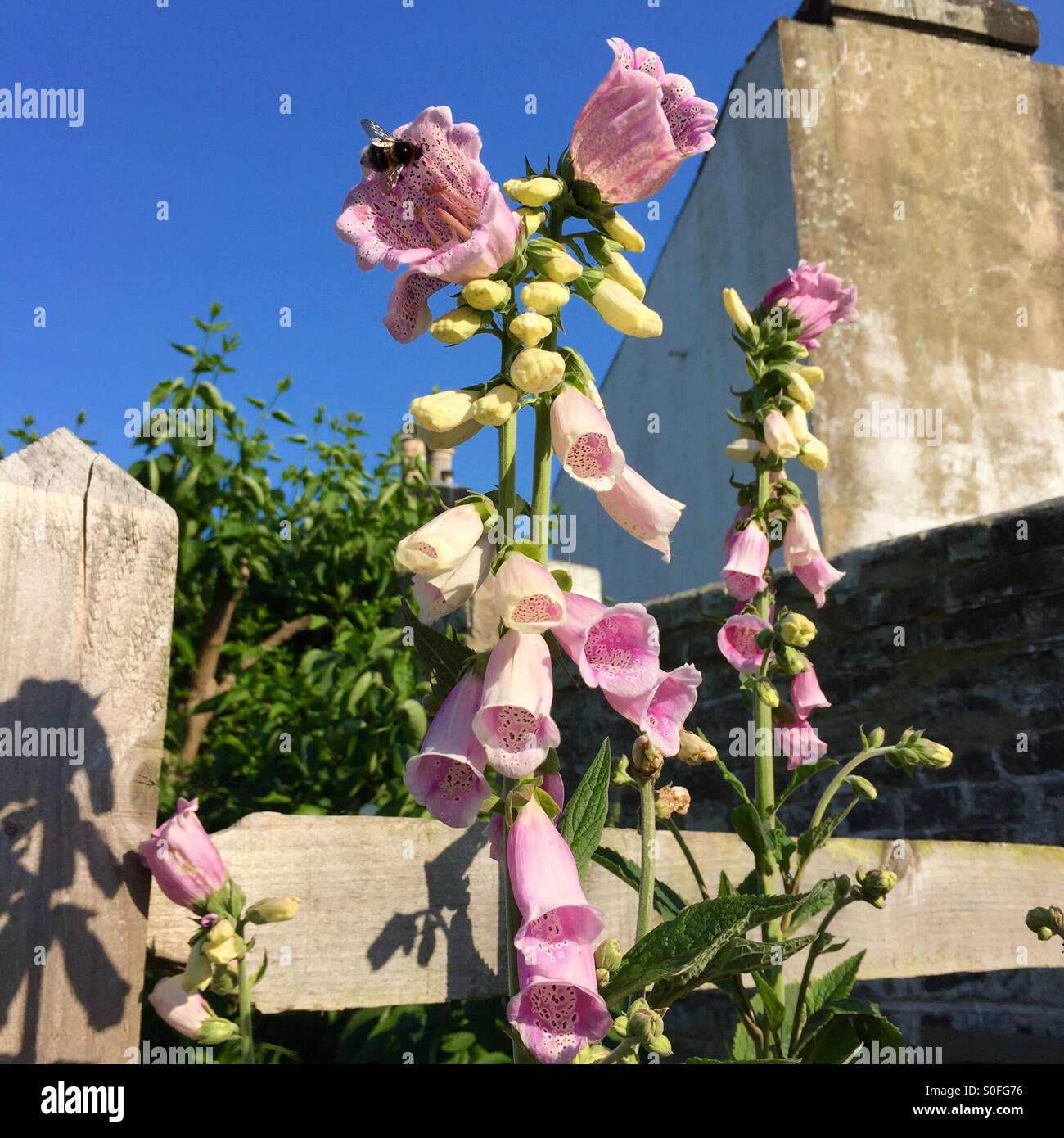 Foxglove avec abeille, montrant une mutation à la pointe de la plante, UK foxglove - Image de stock capturée avec un smartphone