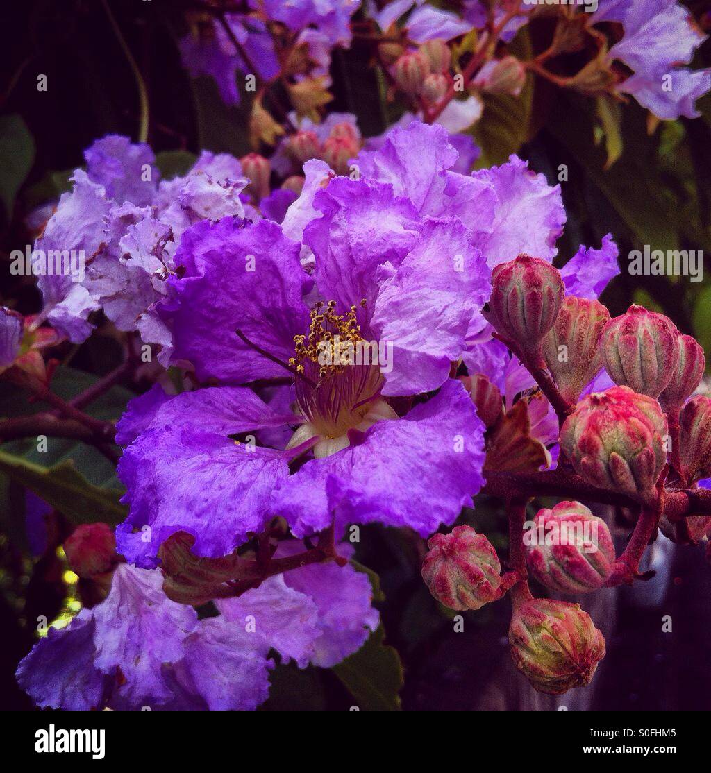 Fleurs violettes à Hong Kong - Image de stock capturée avec un smartphone