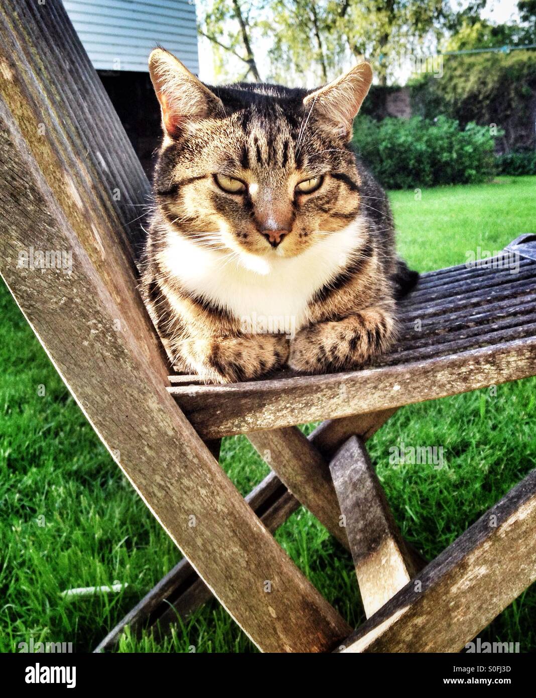 Chat tigré sur chaise en bois dans jardin Banque D'Images