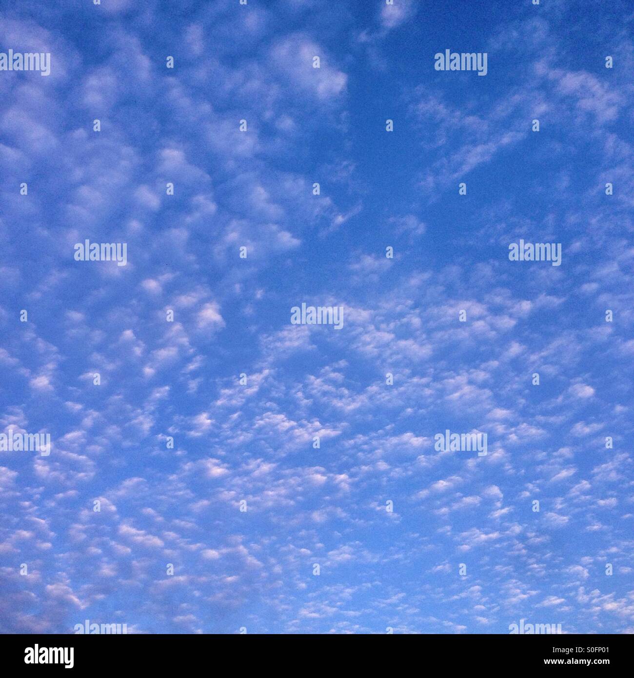 La formation de nuages Altocumulus, Hampshire, Angleterre, Royaume-Uni. Banque D'Images