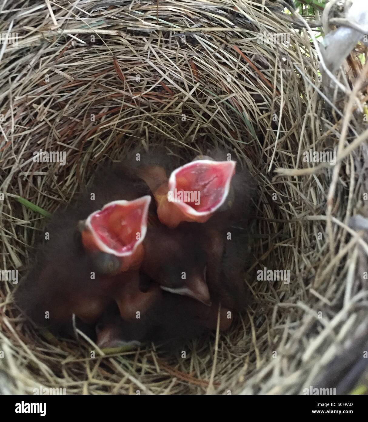Oiseaux au nid - Image de stock capturée avec un smartphone