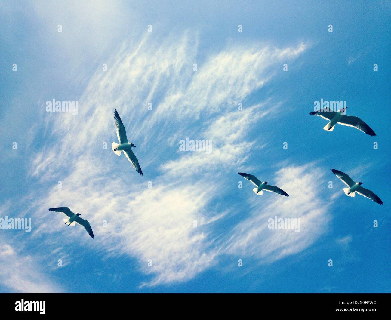 Vol de mouettes Banque D'Images