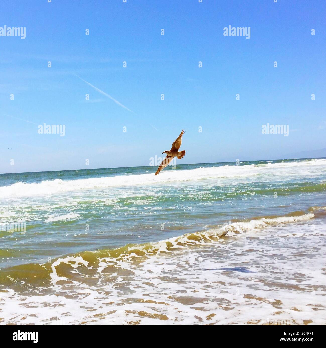 Mouette s'envole gracieusement la crête des vagues sous le soleil d'un jour de congé Juin Balmy Beach en Californie. San Francisco, California, USA - Image de stock capturée avec un smartphone