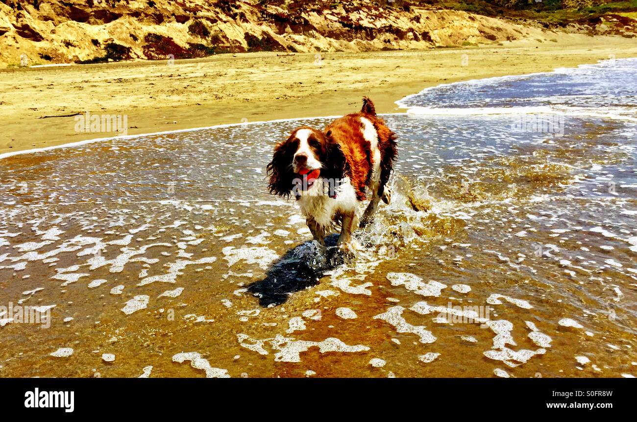 Humide heureux English Springer Spaniel récupère le ballon des vagues sur une plage de Californie du Nord en juin. Banque D'Images