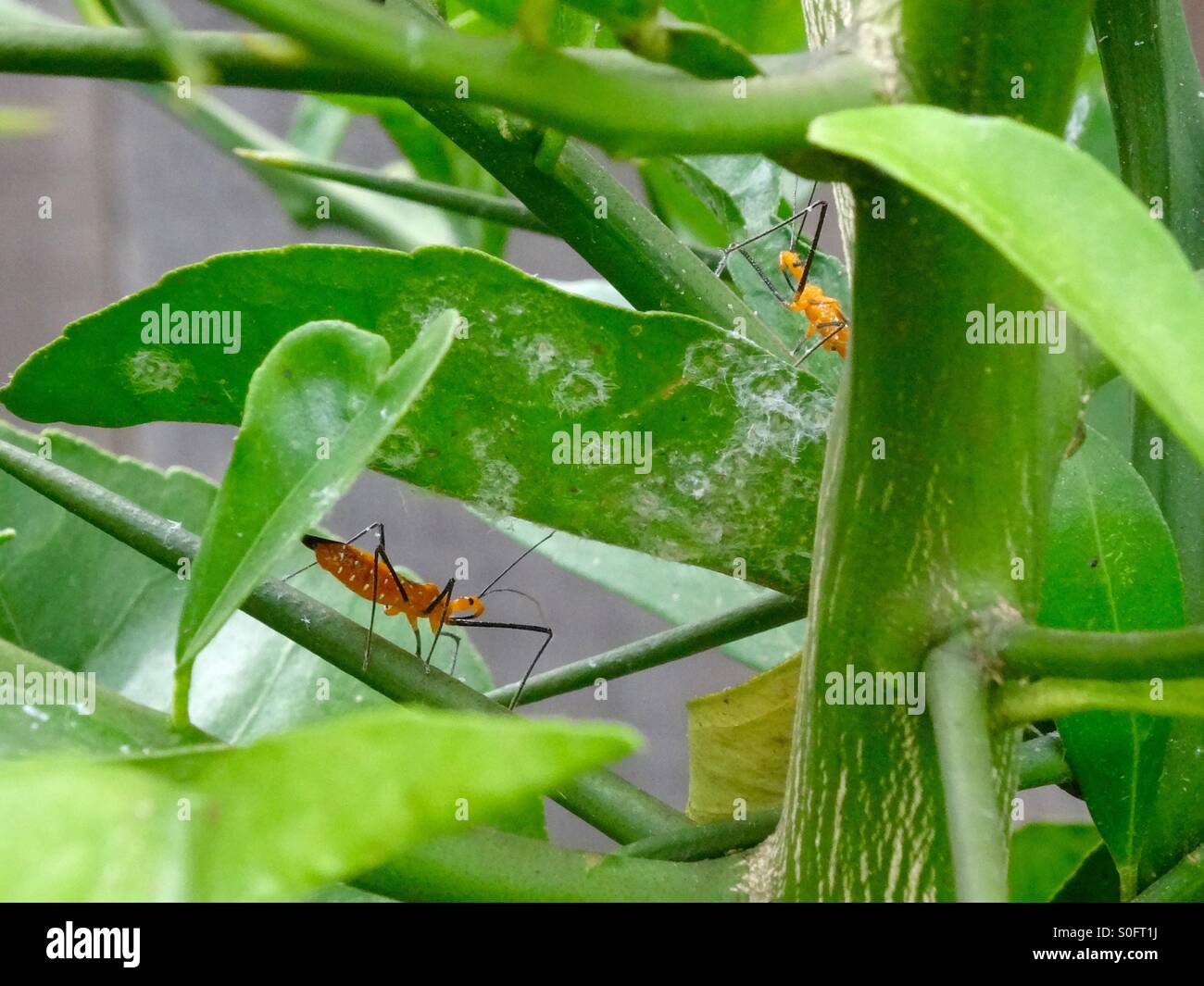 Assassin bugs sur lemon tree Banque D'Images