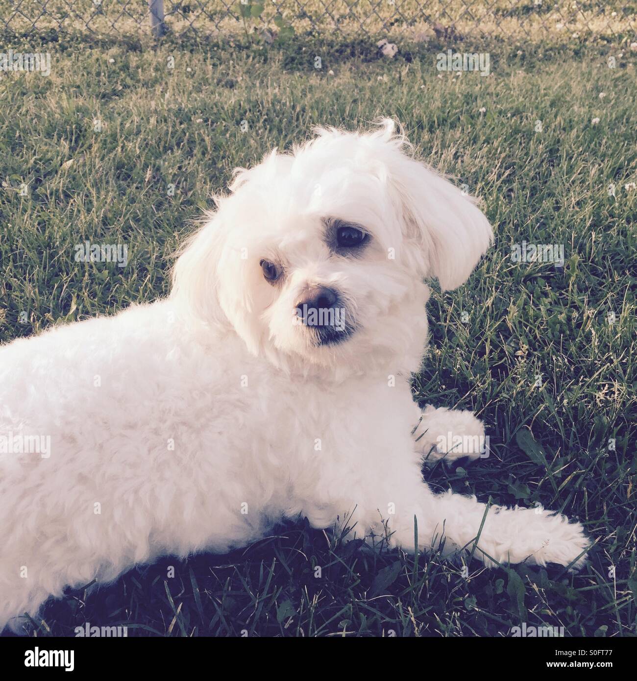 Dog Maltese Dog Bichon Maltais Photos Dog Maltese Dog